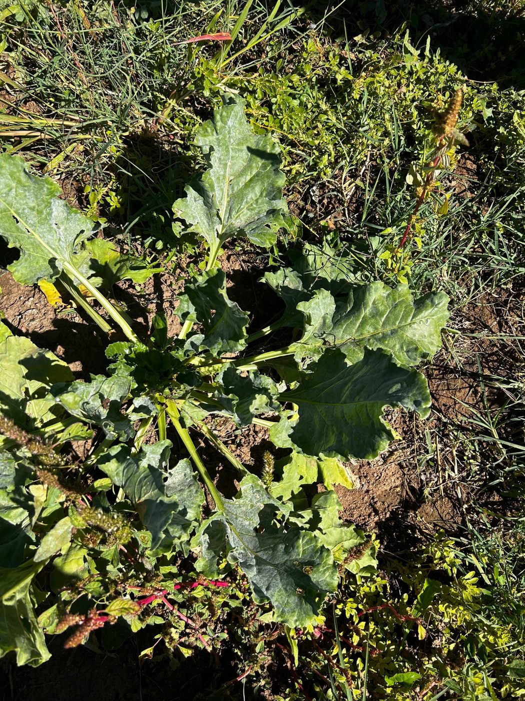 Diseased sugar beet leaf image for AI analysis