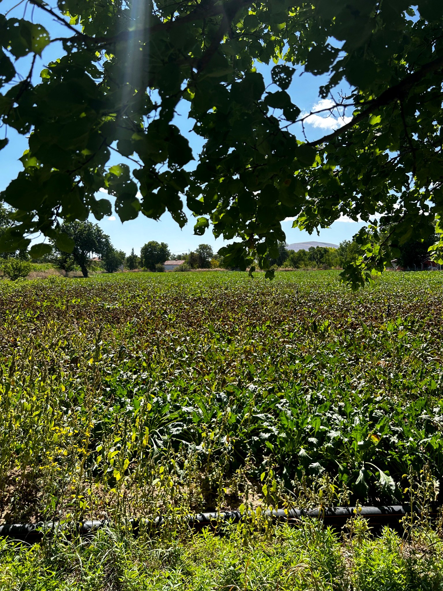 Drone operation for agricultural technology platform