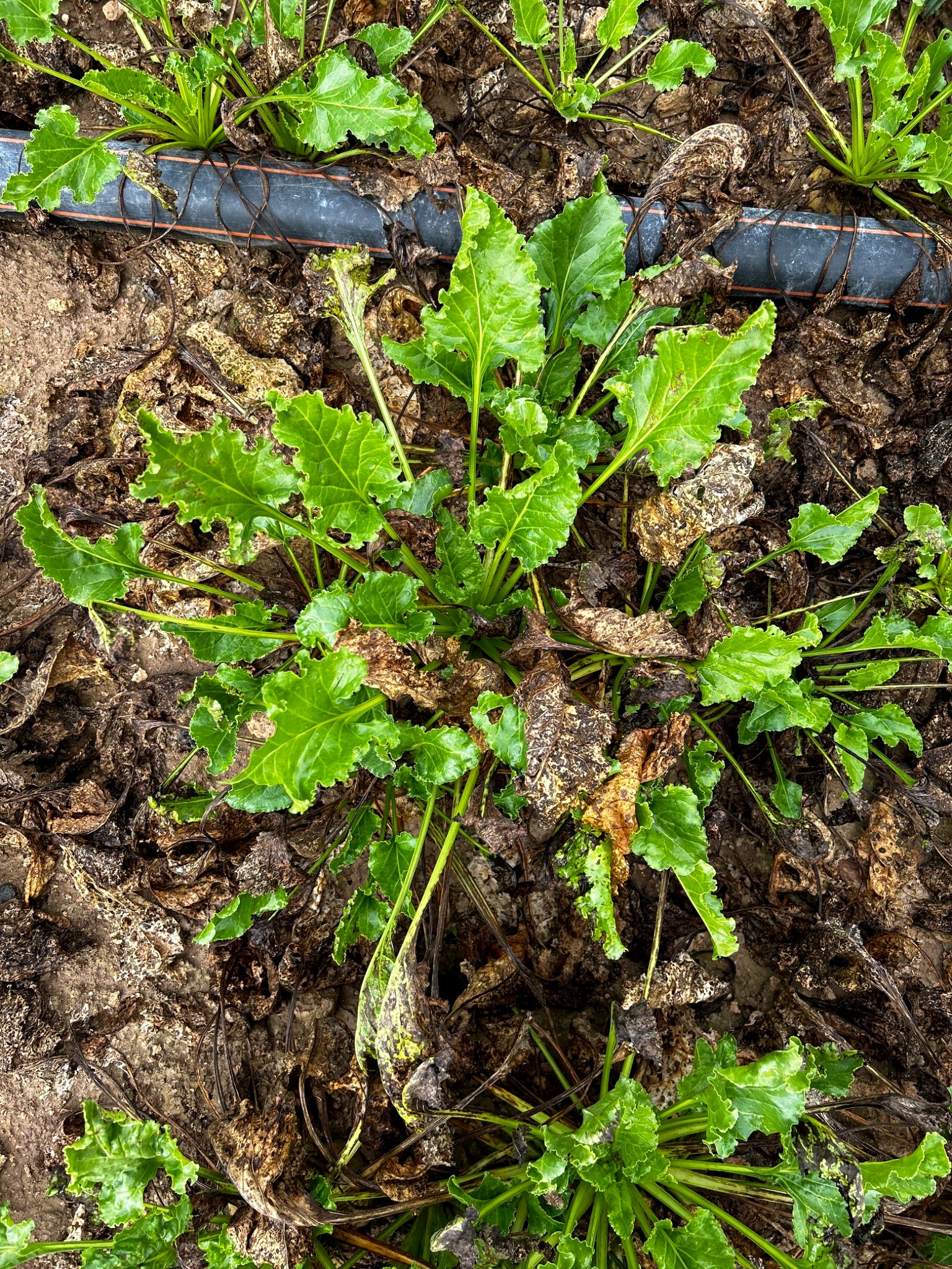 Sugar beet field AI analysis