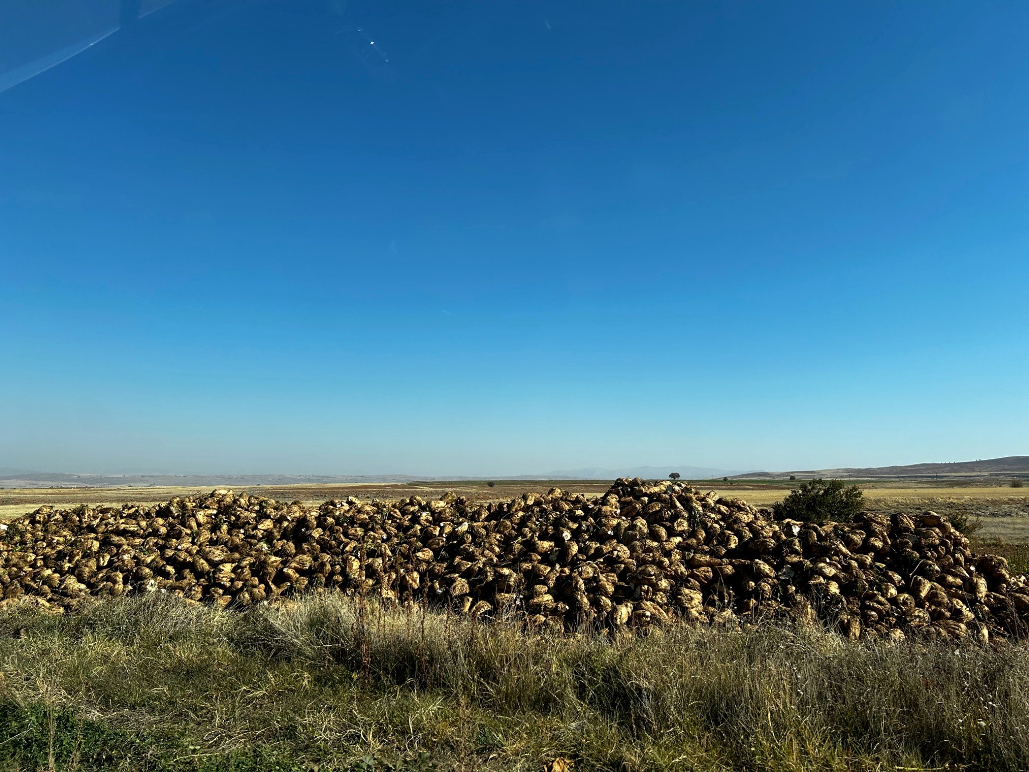 Sugar beet disease detection with AI